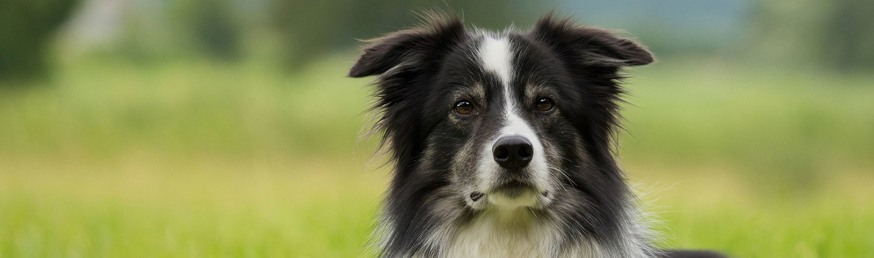 Einäscherung Hund Tierbestattung Göppingen Animalis Mori