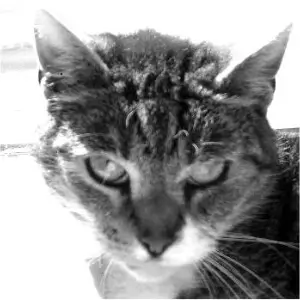 Kater Merlin schaut in die Kamera